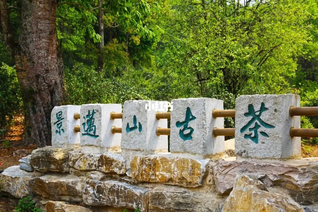 普洱茶的年份：新茶、老茶、中期茶、印級茶、古董茶