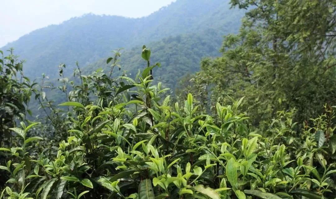 古樹茶的價值和意義在哪里?