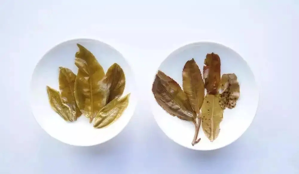 普洱茶的九種山寨版本，喜歡普洱茶的一定要看