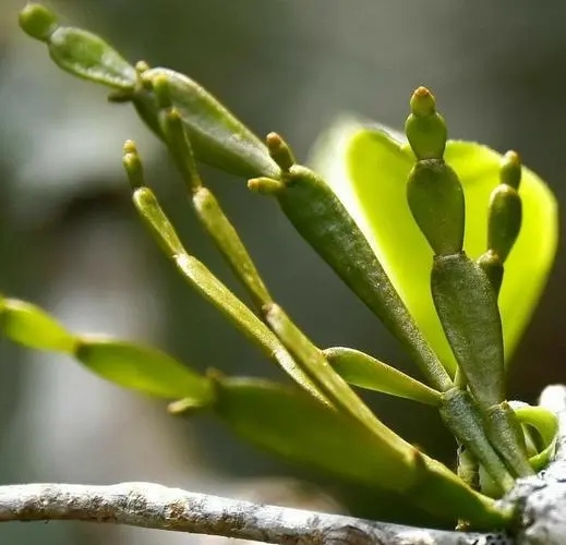“螃蟹腳”是什么？