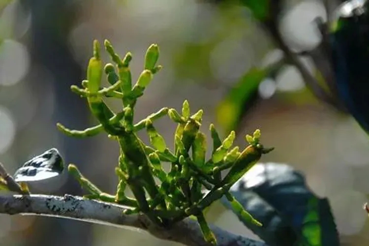 什么是螃蟹腳？茶界的螃蟹腳可能和你想的不一樣！