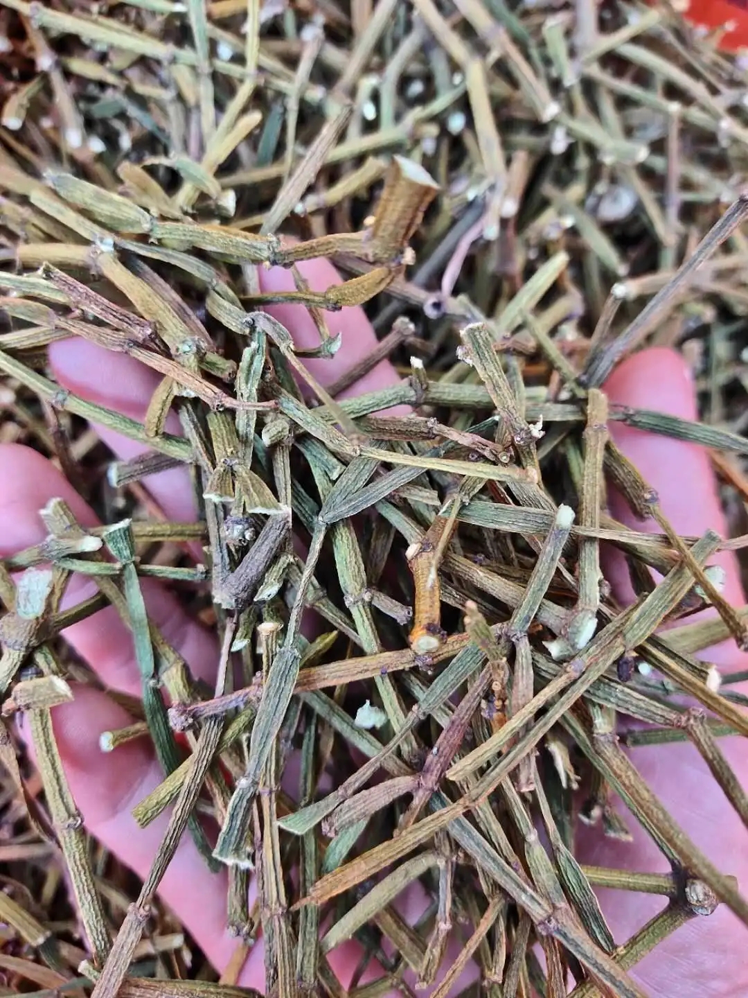 干貨 | 什么是茶界的螃蟹腳？