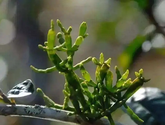 一節(jié)螃蟹腳，勝過冬蟲和夏草