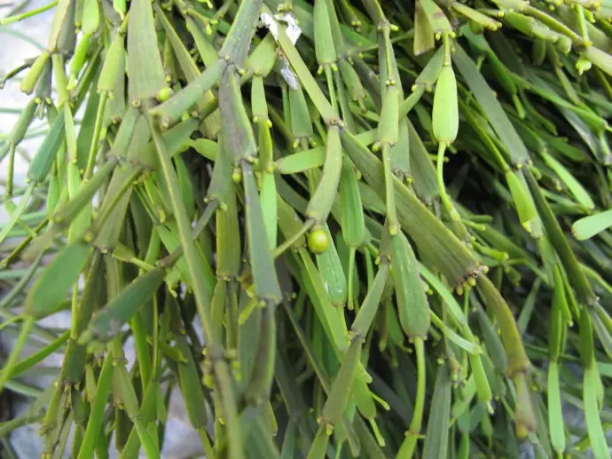 普洱茶中的“螃蟹腳”，到底是什么？如何辨別？