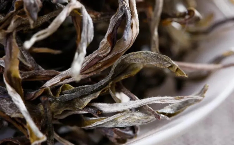 普洱茶樹生長的海拔越高，品質(zhì)就越好嗎？