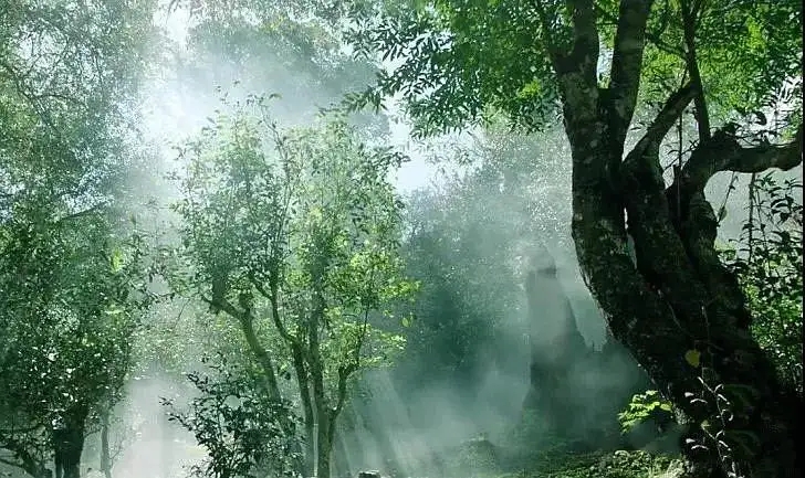 獨有神韻的瀾滄景邁古樹茶！