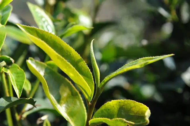 普洱茶“山野氣韻”如何形成？