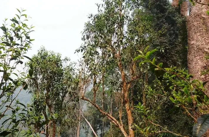 易武白茶園 | 量少珍稀古樹茶、易武茶中的佼佼者~香揚(yáng)水柔有內(nèi)質(zhì)