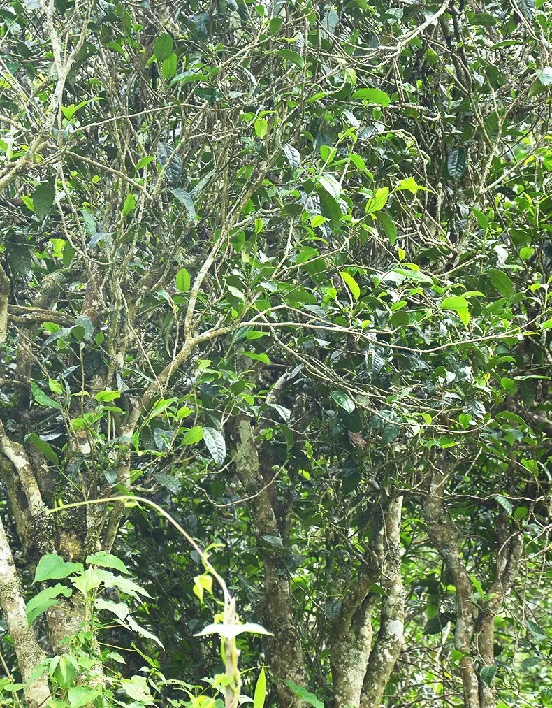 香竹箐：千年的觸摸，穿越時空的證明