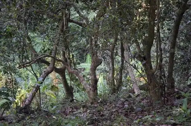一山一味，山頭茶存在的意義究竟是什么？
