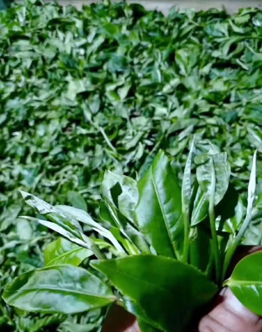 【答疑解惑】關(guān)于勐庫(kù)大葉種，你了解多少？