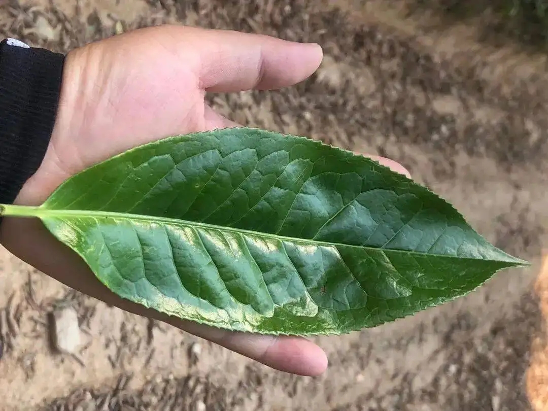 【茶百科】勐庫大葉種的適制性。