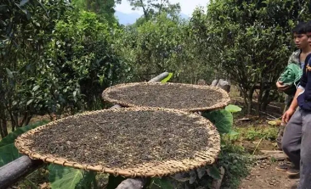 顛覆認知！普洱茶的傳統(tǒng)工藝究竟是什么？