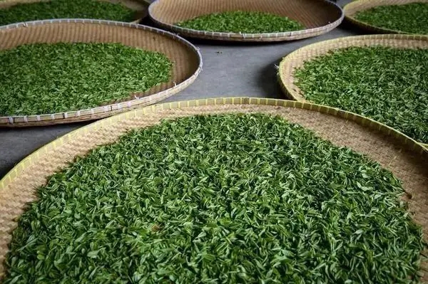 傳統(tǒng)普洱茶殺青工藝原理，專家們是這樣說的