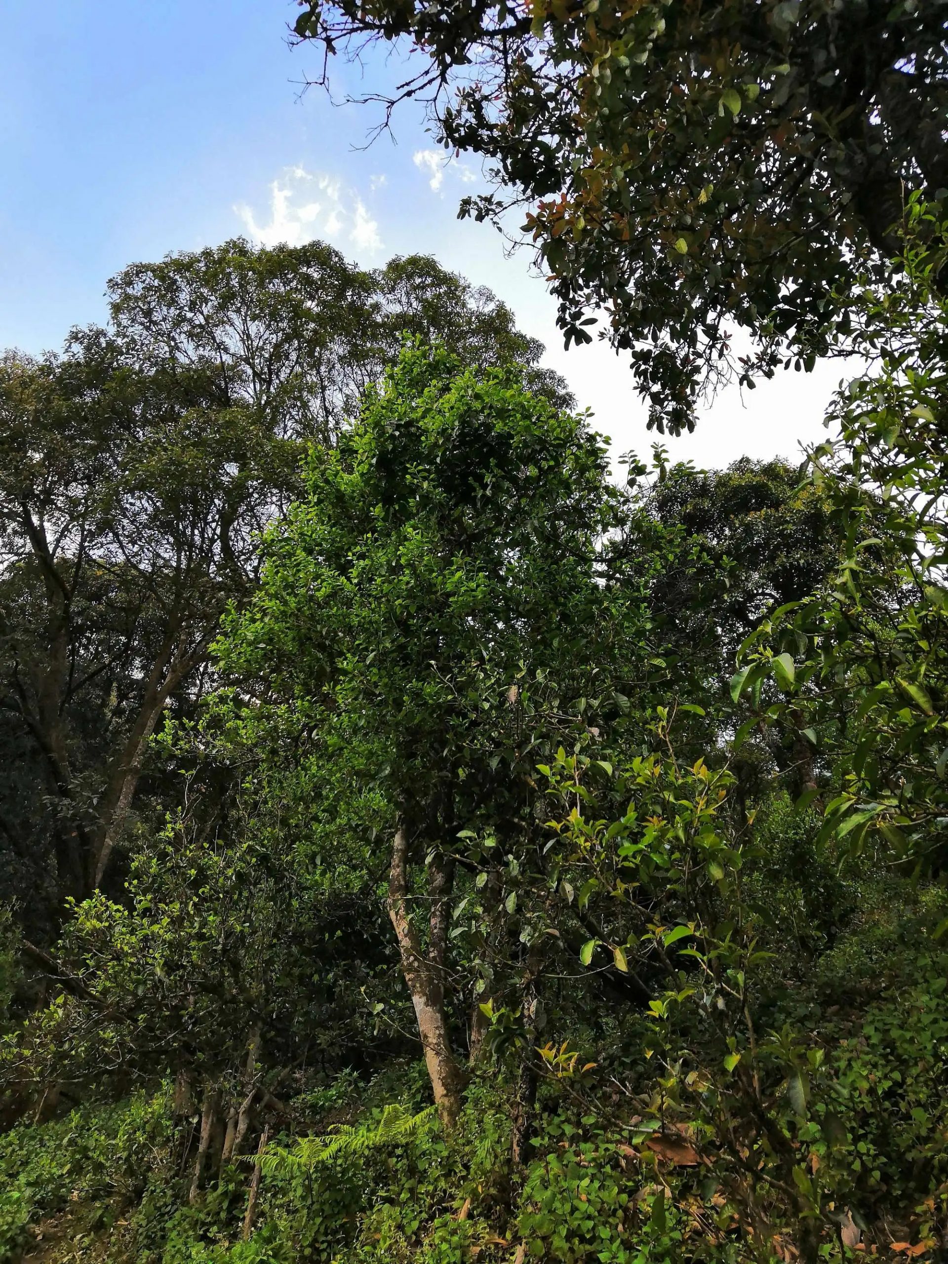 古樹茶的市場，未來該如何發(fā)展？