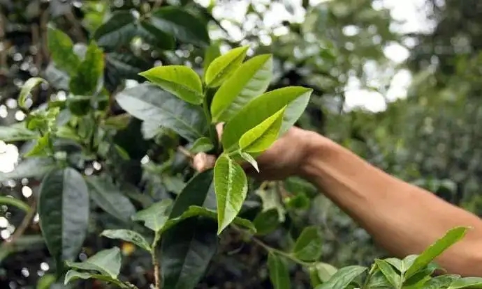 云南大葉種和小葉種是一個品種嗎？兩者有何優(yōu)勢？