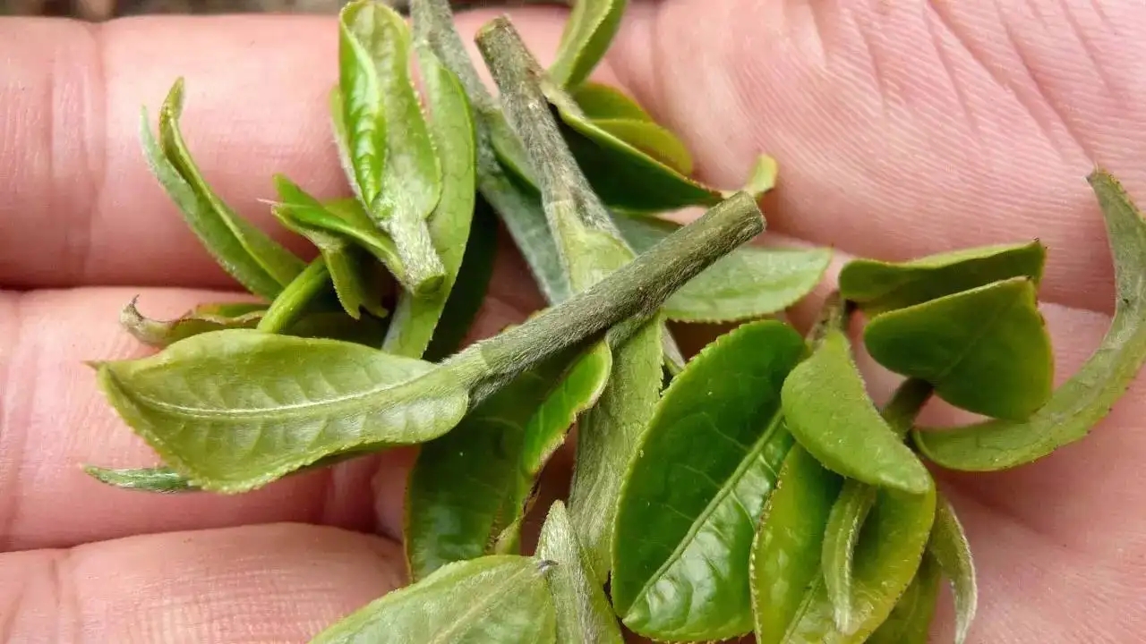 云南大葉種曬青毛茶，是什么茶？