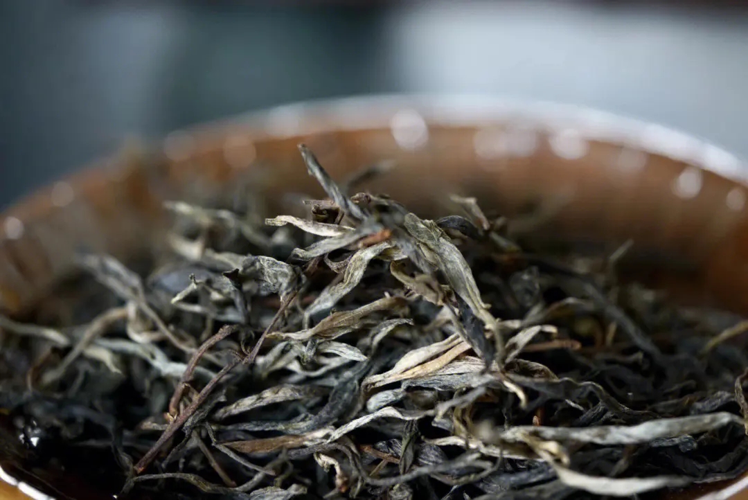 2023年老班章古樹春茶口感！