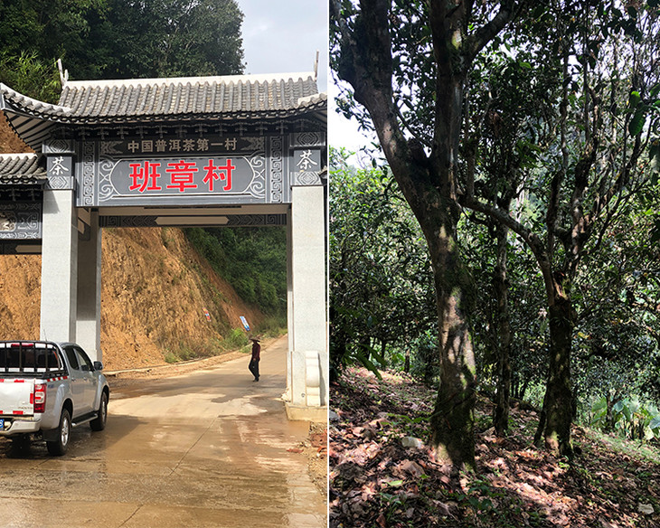 2023年新班章古樹春茶品質(zhì)怎么樣？