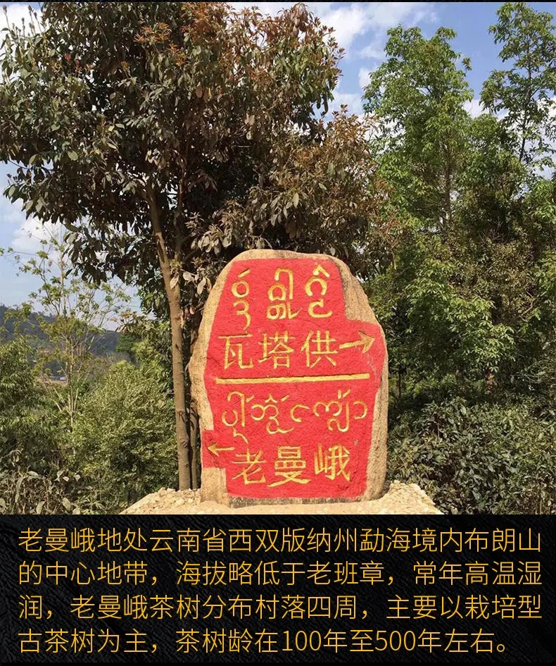 2023年老曼峨古樹春茶口感？