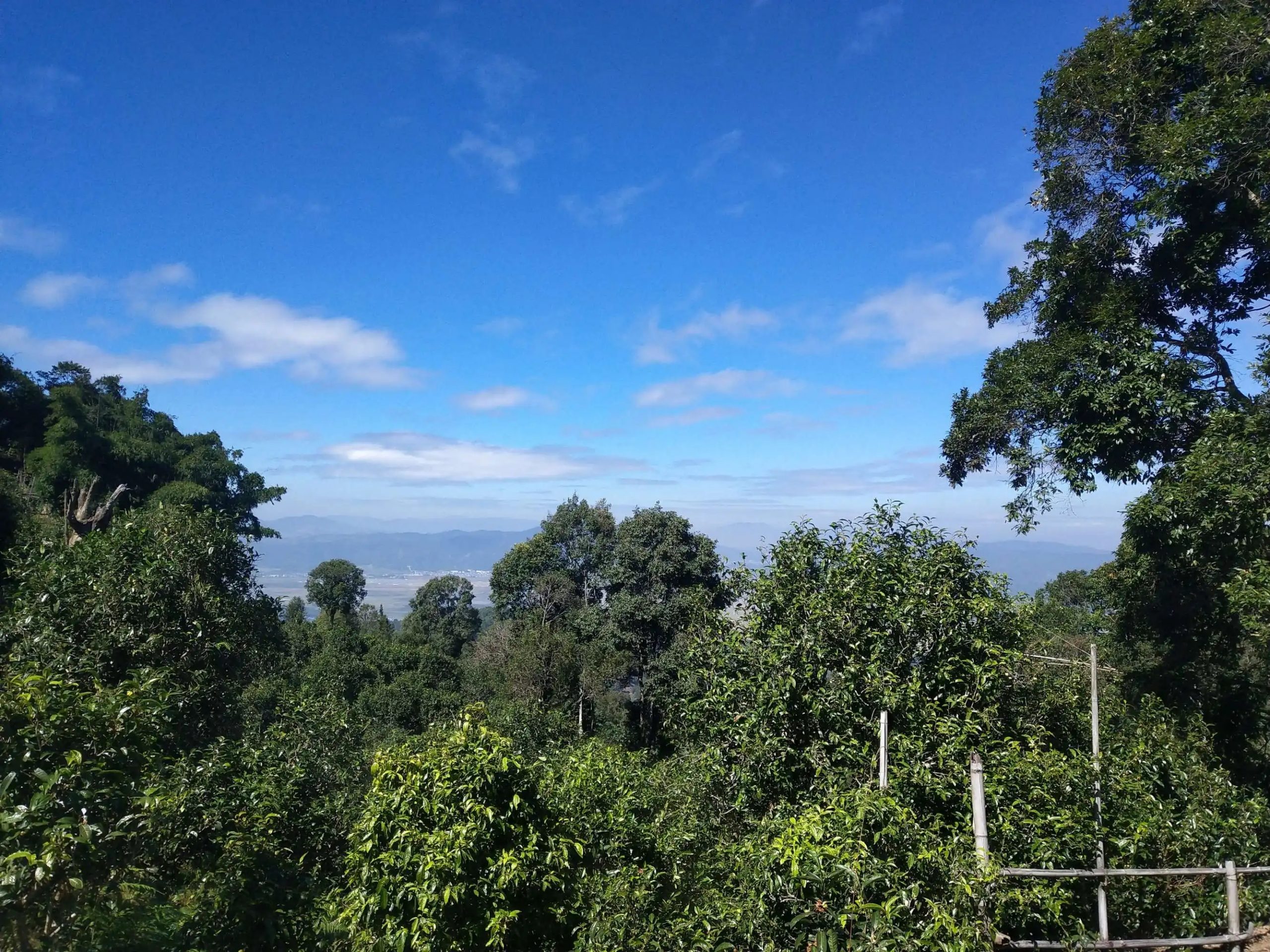 2023年廣別老寨古樹春茶特點是什么？