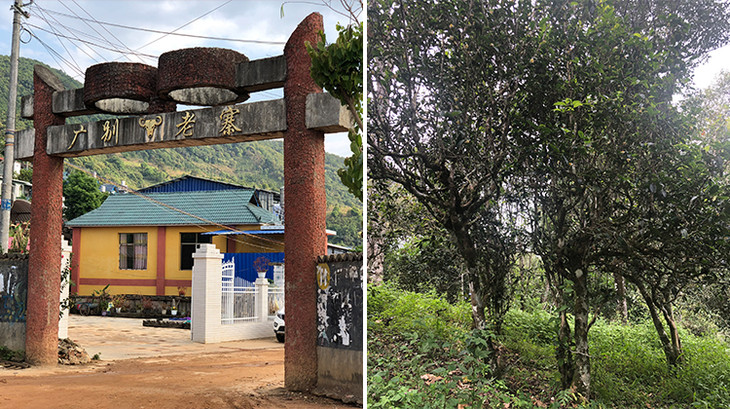 2023年廣別老寨古樹春茶多少錢一公斤？