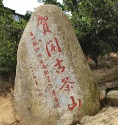 2023年賀開古樹春茶品質(zhì)如何？