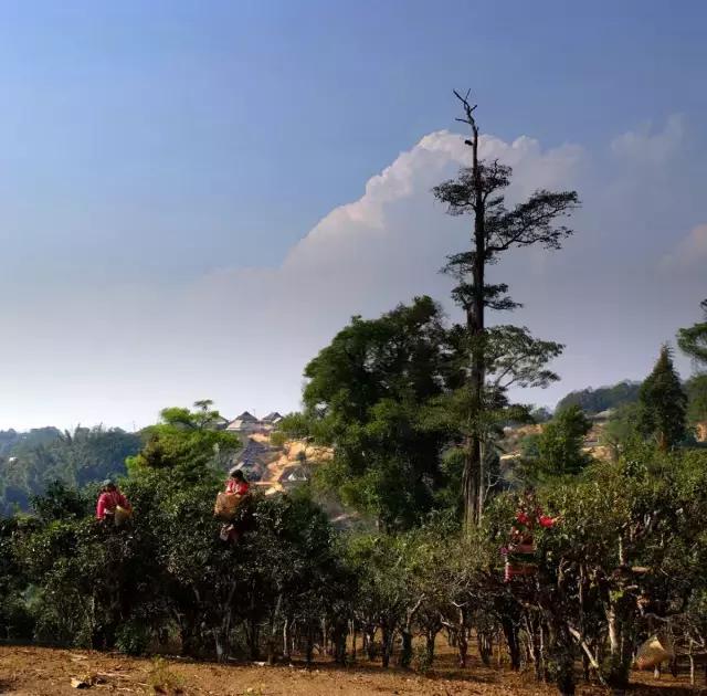 2023年賀開古樹春茶多少錢一公斤？