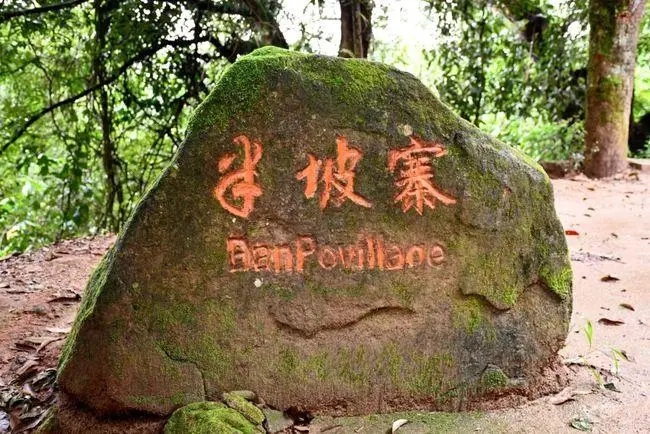 2023年半坡老寨古樹春茶價格是多少？