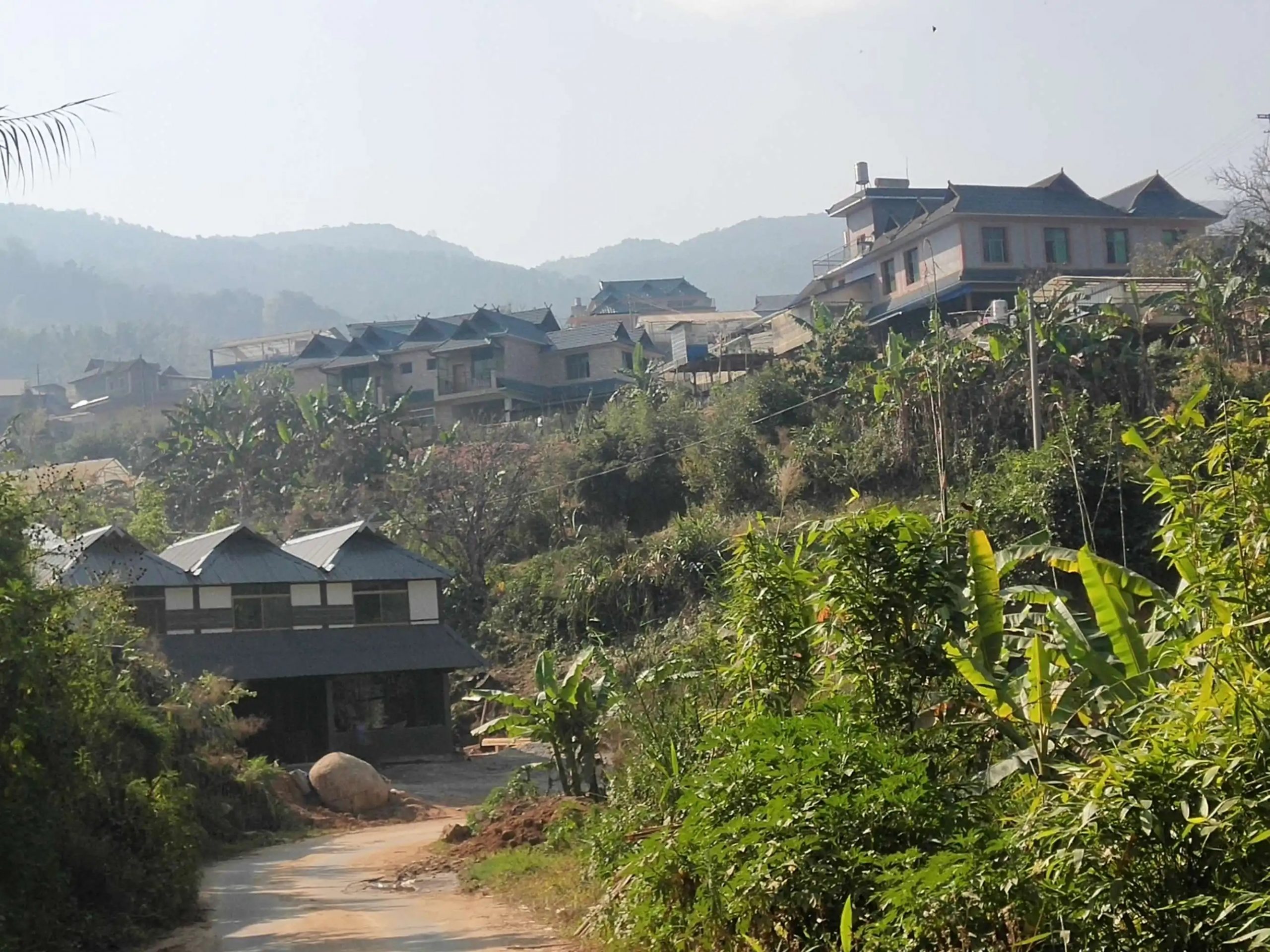 2023年帕沙古樹春茶價格多少錢？