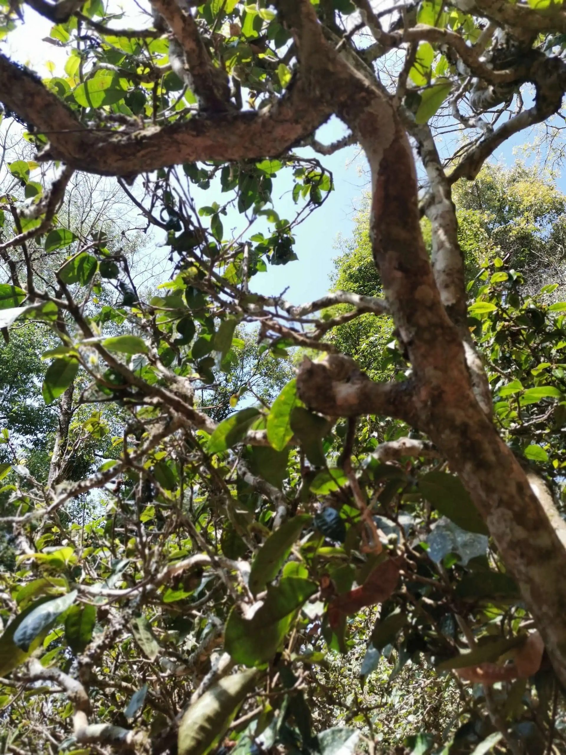 2023年那卡古樹春茶特點是什么？