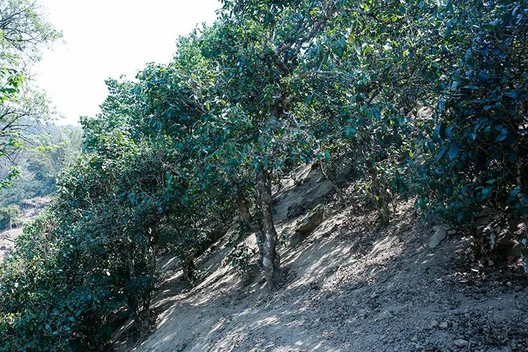 2023年那卡古樹春茶價(jià)格是多少？