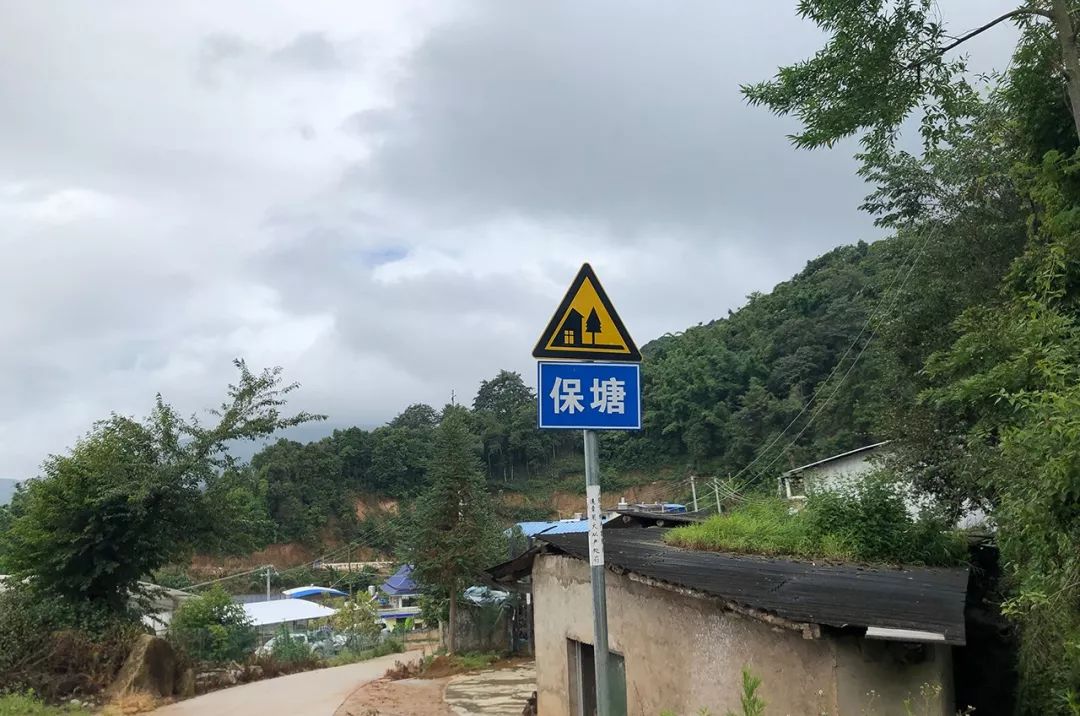 2023年保塘老寨古樹春茶特點是什么？