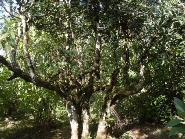 2023年保塘老寨古樹春茶多少錢一公斤？