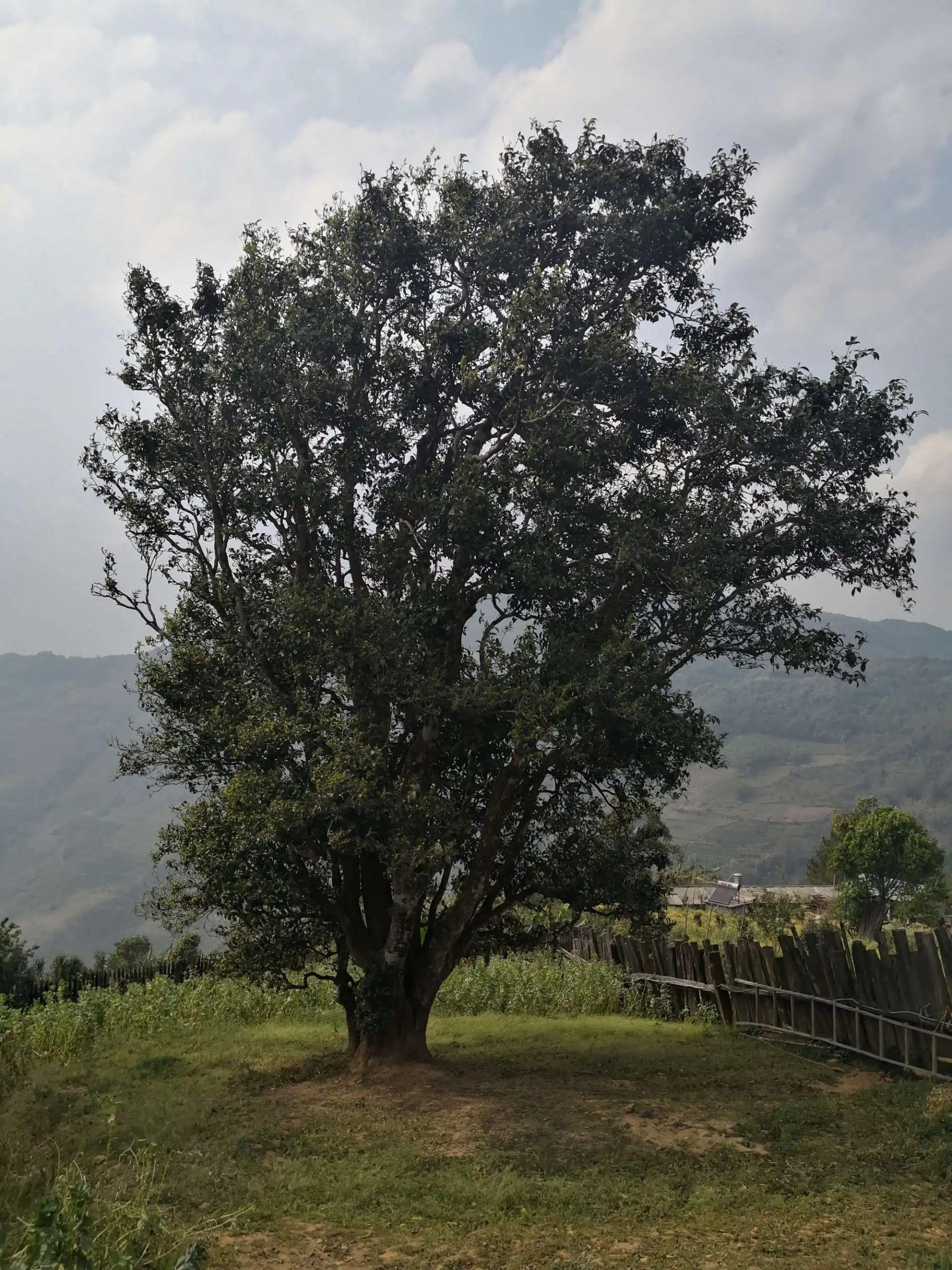 2023年邦崴古樹春茶口感怎么樣？