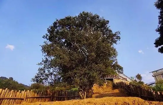 2023年邦崴古樹春茶價格多少？