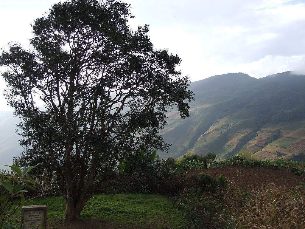 2023年邦崴古樹春茶多少錢一公斤？