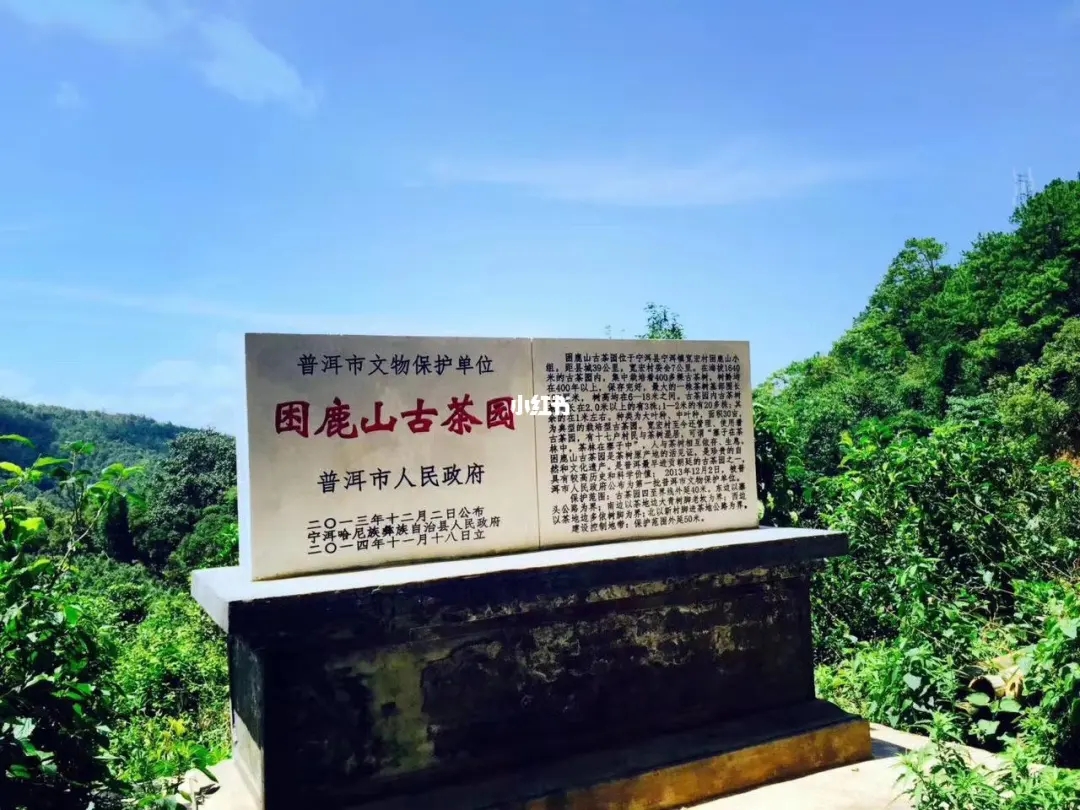 2023年困鹿山古樹春茶特點是什么？