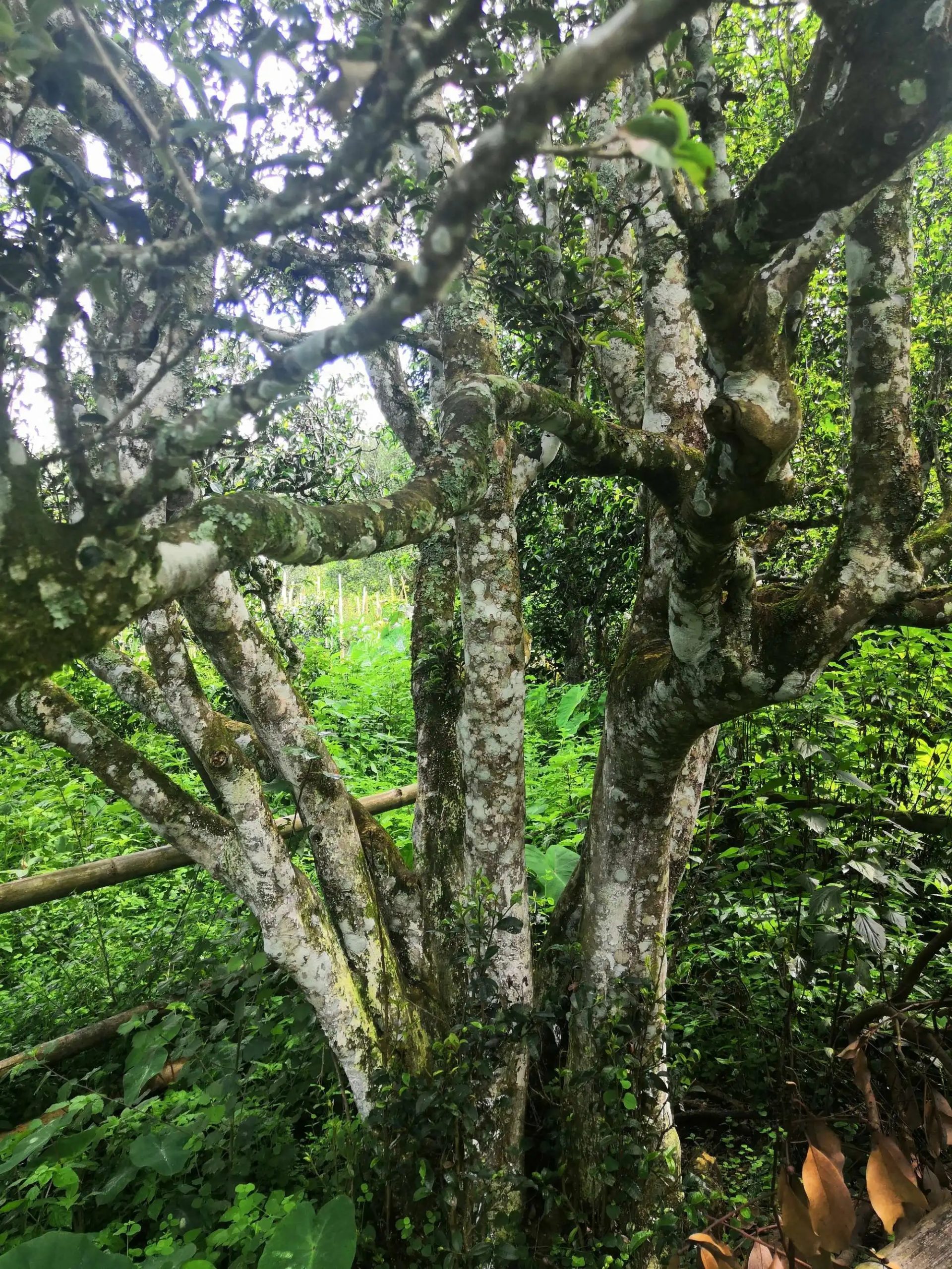 2023年困鹿山古樹春茶價格是多少？