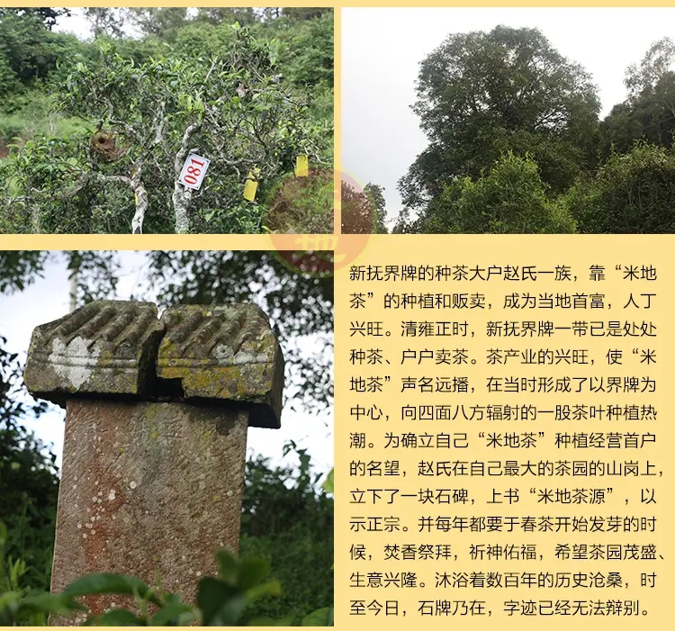 2023迷帝古樹春茶品質(zhì)如何？