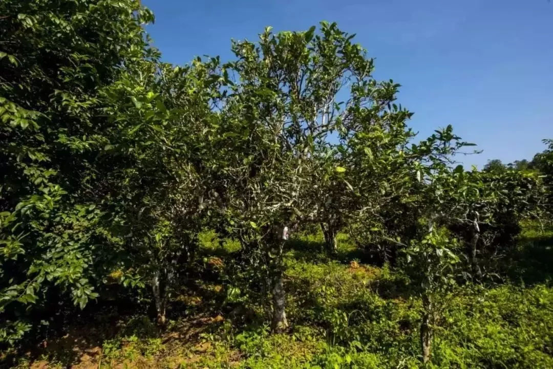 2023年迷帝古樹春茶口感怎么樣？