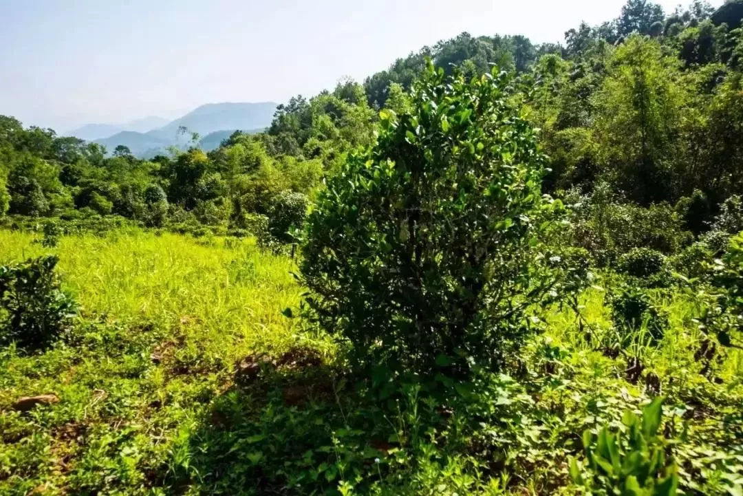 2023年迷帝古樹春茶特點(diǎn)是什么？