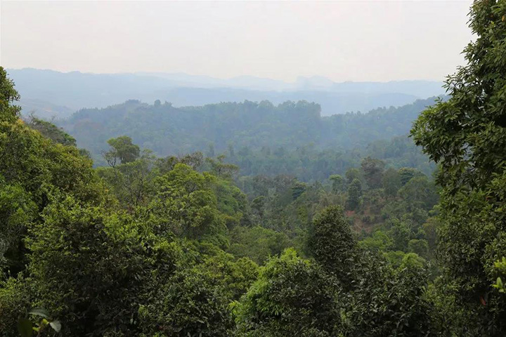 2023苦竹山古樹春茶口感怎么樣？