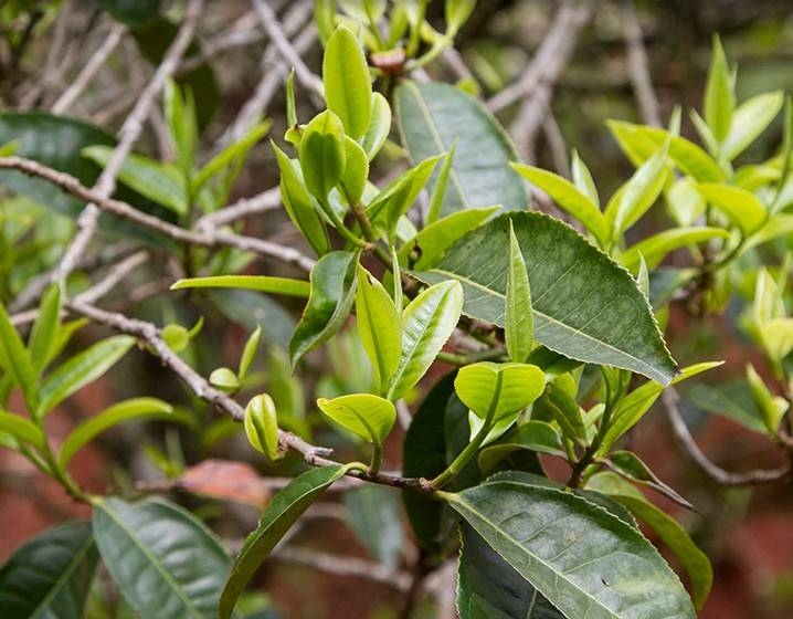 2023年苦竹山古樹春茶多少錢一公斤？