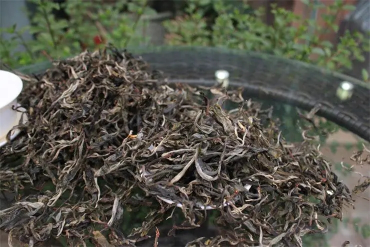 2023冰島古樹(shù)春茶品質(zhì)如何？