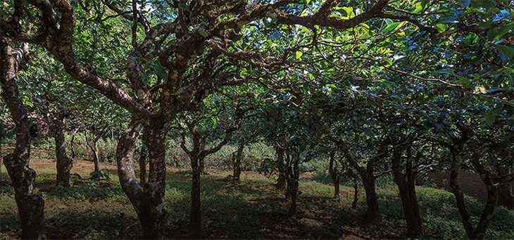 2023年小戶賽古樹春茶品質(zhì)怎么樣？