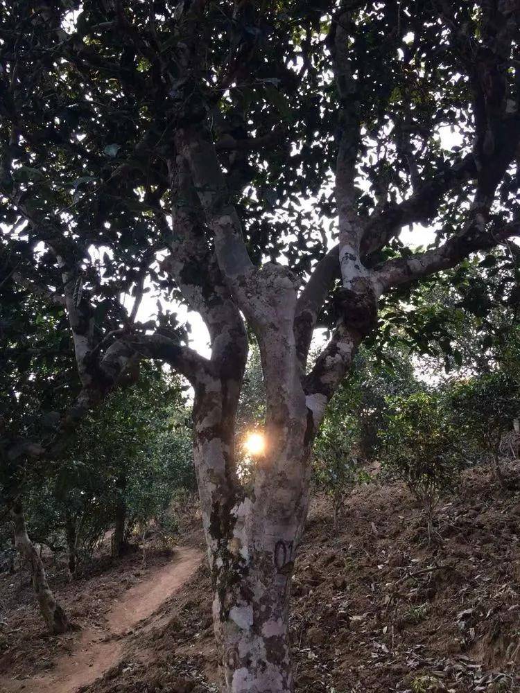 2023小戶賽古樹春茶口感是什么？