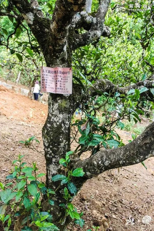 2023年小戶賽古樹春茶特點是什么？