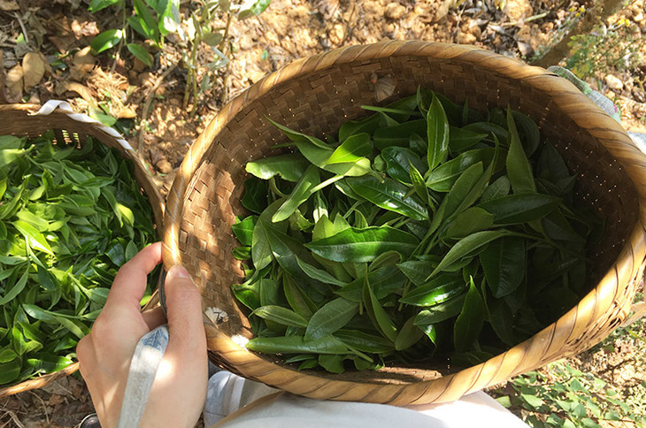 2023小戶賽古樹春茶價格是多少？