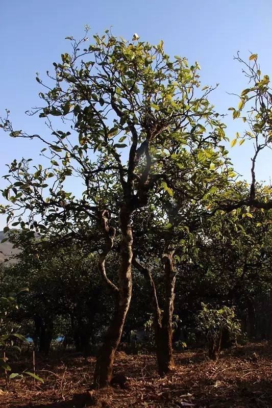 2023年小戶賽古樹春茶多少錢一公斤？